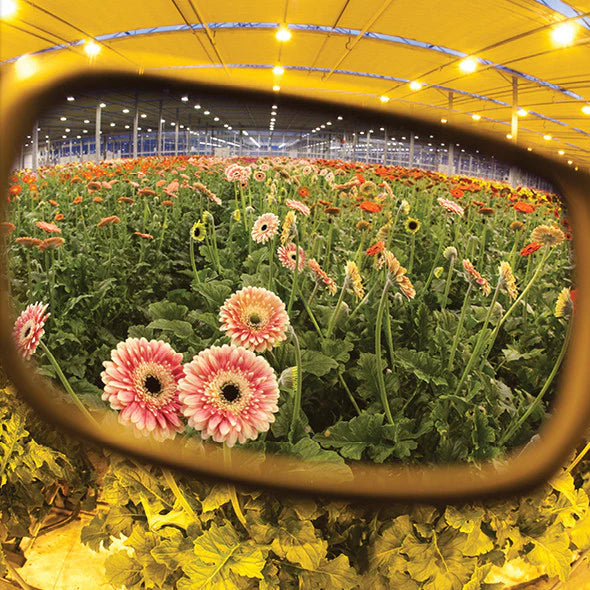 Method Seven Coup HPS Premium Grow Room Glasses — Green