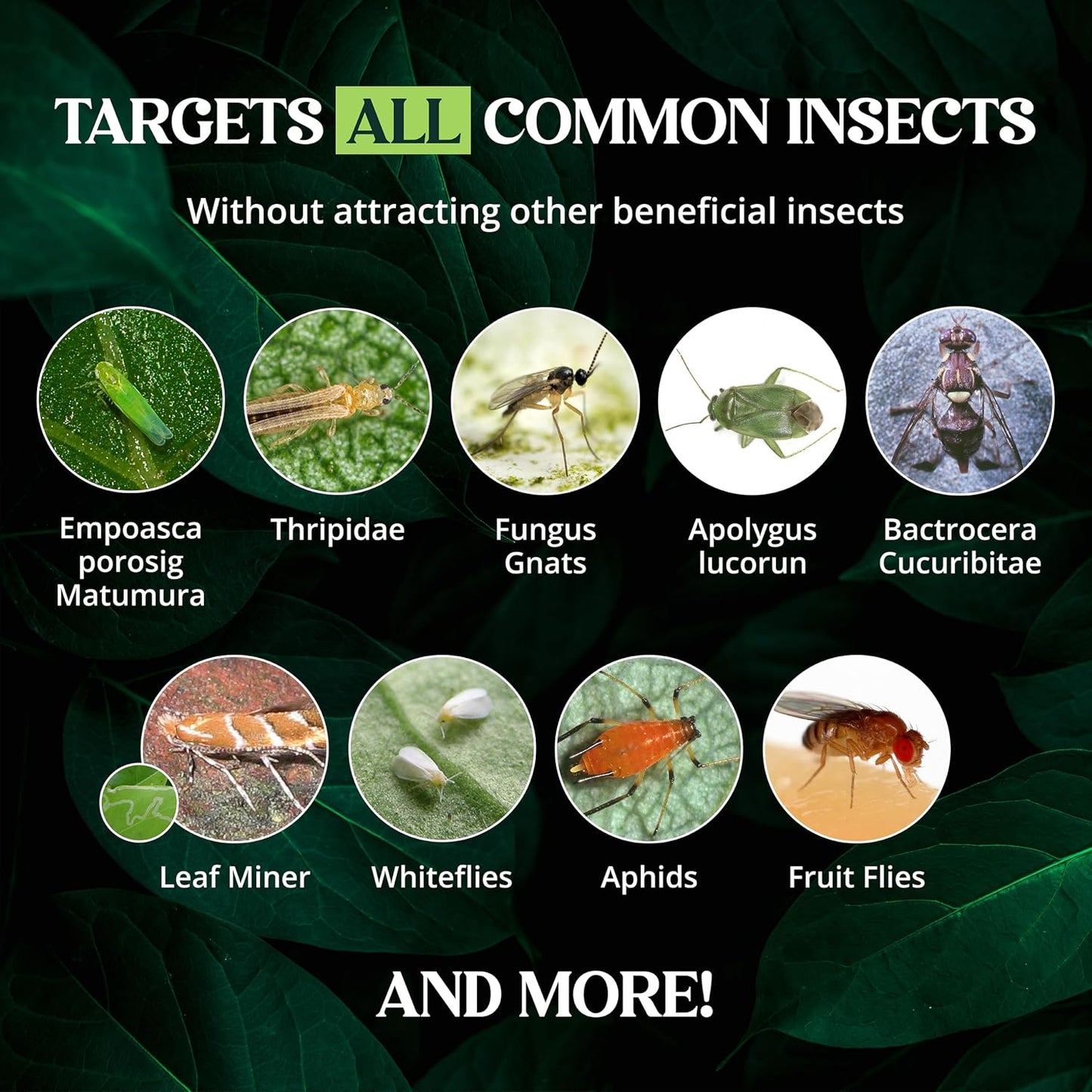 Catchmaster Dual Action Plant Labels 100 pack - Sticky Insect Trap